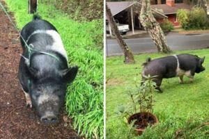 180公斤寵物豬誤入鄰居家　「寄放1小時」主人回來崩潰…已變豬肉！