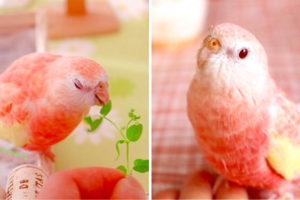 不是假的唷～日本「草莓牛奶色鸚鵡」爆紅　網讚嘆高顏值：鸚鵡界橋本環奈