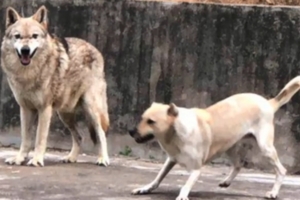 動物園「用狗冒充狼」遊客氣到投訴　園方：牠是公狼女朋友！