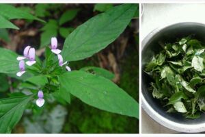 ,觀音草的食用價值,內含豐富的營養，將其入菜，吃起來不僅美味，而且對身體很高