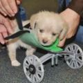 他給兩條腿的狗狗做了個輪椅，狗子卻拿來當枕頭