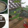 種植無花果適合用什麼肥料？說下如何給無花果植物施肥：骨粉，對開花、坐果很有幫助