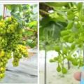 種植過程，分享給大家，種好陽光玫瑰葡萄看這一篇文章就夠了！