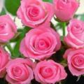 心理測試:哪束玫瑰花吸引你的目光?測測你今後是否有大財運來臨