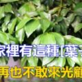 這種葉子放家裡，一晚蟑螂全消失！不用再買殺蟲劑了