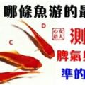 心理測試：哪條魚游的最快？馬上測出你的脾氣與天性，準的離譜