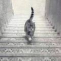 從這4張圖選出「第一眼看到的東西」就能知道你真實性格。貓咪究竟是在上樓梯還是下樓梯？！