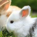 心理測試：四隻兔子最喜歡哪一隻？測2019年你會交到什麼好運！