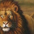 趣味測試：覺得哪一隻獅子最威武霸氣？測你的逆襲能力有多強