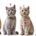 心理測試：圖中4隻小貓咪，你最喜歡哪只？測出你今年有多少福氣