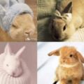 4隻兔子哪隻可愛呢？測你2019有什麼好運？