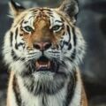 心理測試：憑感覺選擇一隻老虎，秒測你的報復心理有多強？