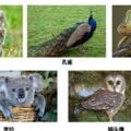 超准心理測試：五隻動物選一隻，一秒鐘測出你最大的優點