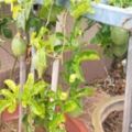 百香果生長在什麼地方？在陽台上種植百香果的兩種方法