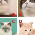 預測：四種貓你喜歡哪只？測你更吸引異性還是同性？
