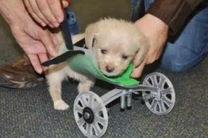 他給兩條腿的狗狗做了個輪椅，狗子卻拿來當枕頭