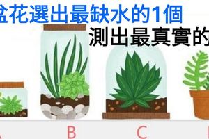 超准心理測試：4盆花選出最缺水的1個，測出最真實的你！