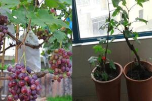 陽台上的葡萄怎麼種？教你實用家庭葡萄盆栽方法！