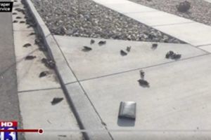 美國猶他州怪事數百隻死鳥從天而降!