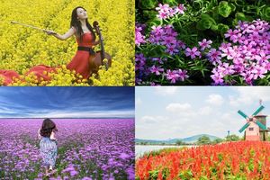 心理測試：4片花海，你會為哪一片停留？測近期你會因什麼而動情