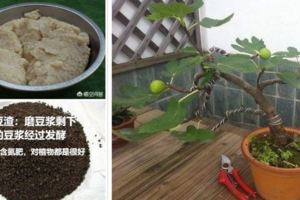 種植無花果適合用什麼肥料？說下如何給無花果植物施肥：骨粉，對開花、坐果很有幫助