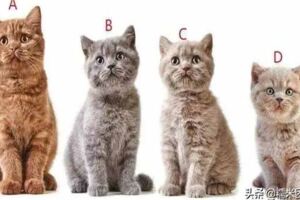 心理測試：圖中4隻小貓咪，你最喜歡哪只？測出你今年有多少福氣