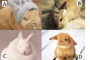 4隻兔子哪隻可愛呢？測你2019有什麼好運？