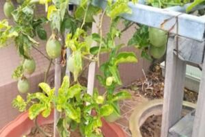 百香果生長在什麼地方？在陽台上種植百香果的兩種方法