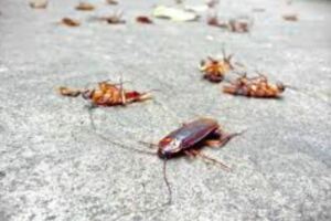 蟑螂最怕的東西，家家都能做，只需自製就能讓蟑螂子孫斷絕