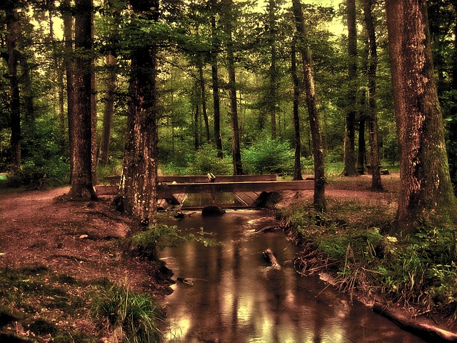 forest-110900_640.jpg