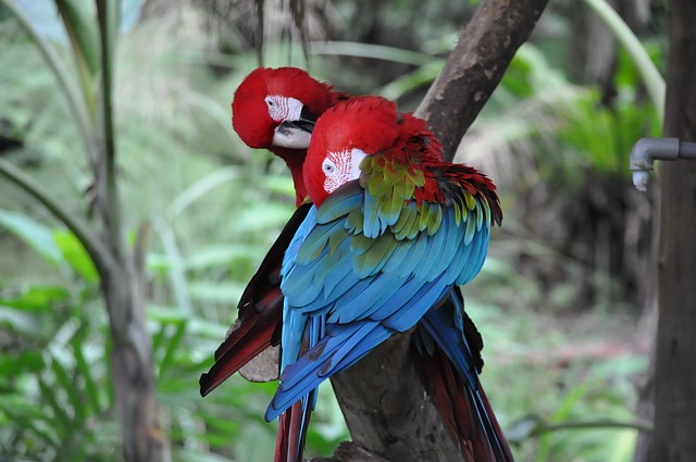 parrot-727057_640.jpg