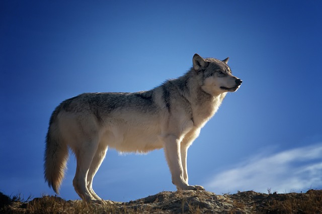 wolf-142173_640.jpg