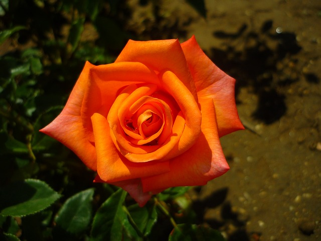 rosa-111380_640.jpg