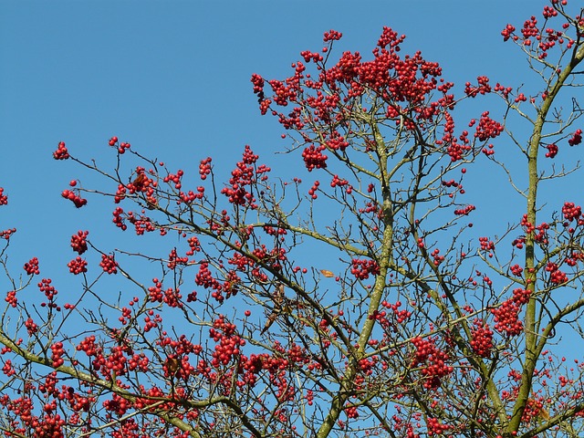 1460544685541506.jpg berries-10737_640.jpg