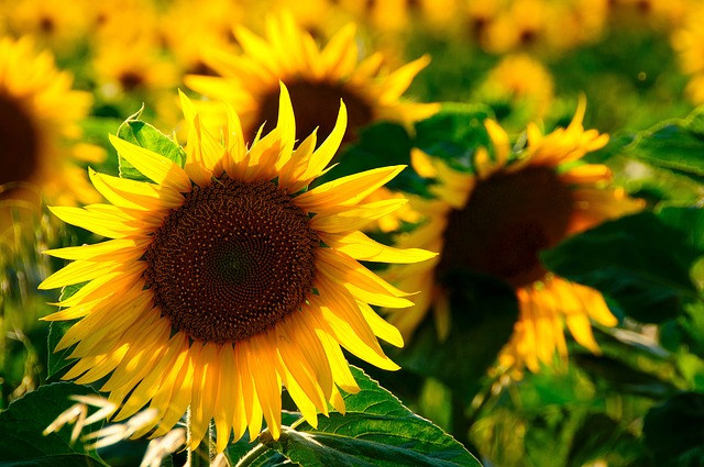 sun-flower-726978_640.jpg