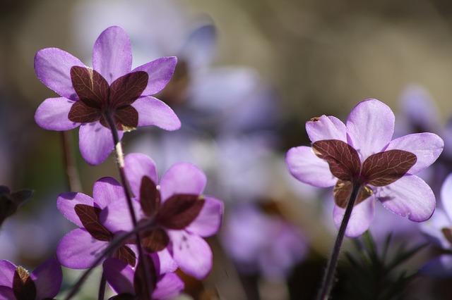 hepatica-427877_640.jpg