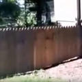 爸爸花好幾個小時加高院子柵欄防止狗狗逃出，正當他得意的看著自己的作品時，結果...