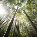 【十二星神】預測十二星座9月14日運勢 雙子嶄露頭角天秤迎刃而解