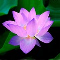 【海百合每日星語】0126水瓶座開始積極；雙魚座有領導氣質