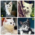 心理測試：選一隻喜歡的貓，測什麼樣的性格缺點對你的人生最致命