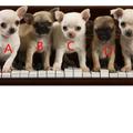心理測試：5隻狗狗選一隻，測出狗年你是否能狗年行大運？