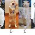 心理測試：請選擇一隻你喜歡的貓 測測你性格中潛藏的危機
