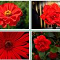 心理測試：四朵大紅花選一朵，測出年前你會鴻運當頭嗎？准的離譜