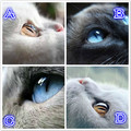 心理測試：4隻貓咪眼睛，哪只最單純，測你的妖精指數有多高？准
