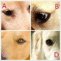 心理測試：4隻眼睛，哪只不是金毛的眼睛，測出你未來的人生方向
