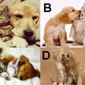 心理測試 愛情中你更像貓還是更像狗？