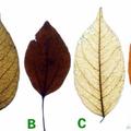 心理測試：哪一片樹葉最能抓住你的眼球，測你是個多麼感性的人？