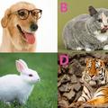 心理測試：選一種喜歡的動物，測出你的個性，簡直准翻了！