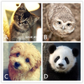 心理測試：四個動物選一個，測試你性格中最大的障礙是什麼？