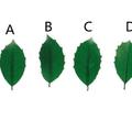 心理測試：一片樹葉測出你內心的自卑指數，四片葉子哪個最醜陋